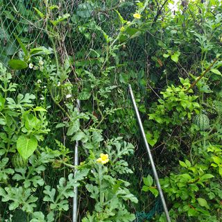 문유식님의 기타작물 · 영농일지 작성글 사진