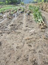 팜모닝 자유주제·자유게시판 게시글 이미지