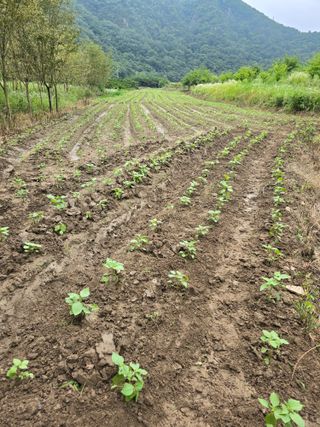 계룡남님의 자유주제 · 자유게시판 작성글 사진