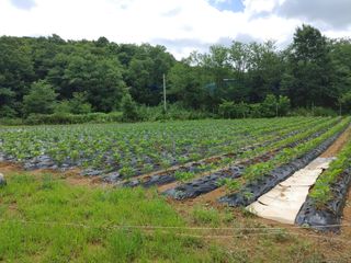 1347001347님의 콩 · 영농일지 작성글 사진