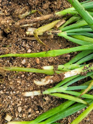 정지윤/눈개승마님의 농사, 무엇이든 물어보세요! · 참여글 작성글 사진