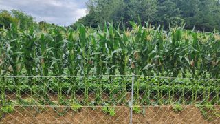 시골할머니농부박순열님의 자유주제 · 자유게시판 작성글 사진