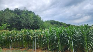 시골할머니농부박순열님의 자유주제 · 자유게시판 작성글 사진