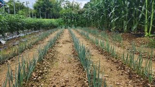 시골할머니농부박순열님의 자유주제 · 자유게시판 작성글 사진