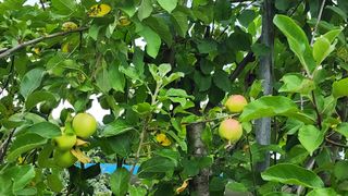 시골할머니농부박순열님의 자유주제 · 자유게시판 작성글 사진