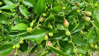 시골할머니농부박순열님의 자유주제 · 자유게시판 작성글 사진