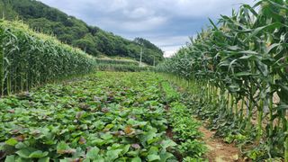 시골할머니농부박순열님의 자유주제 · 자유게시판 작성글 사진