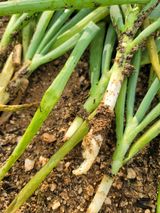 팜모닝 파·병해충상담 게시글 이미지