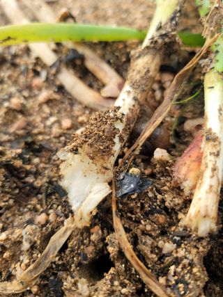 정지윤/눈개승마님의 파 · 병해충상담 작성글 사진