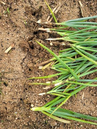 정지윤/눈개승마님의 파 · 병해충상담 작성글 사진