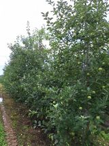 팜모닝 사과·영농일지 게시글 이미지