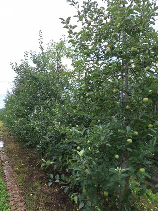 조순자님의 사과 · 영농일지 작성글 사진