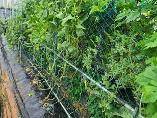 박찬형님의 기타작물 · 영농일지 작성글 사진