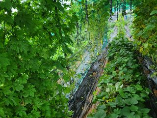 박찬형님의 기타작물 · 영농일지 작성글 사진