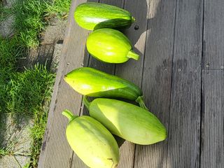 알 수 없음님의 호박 · 영농일지 작성글 사진