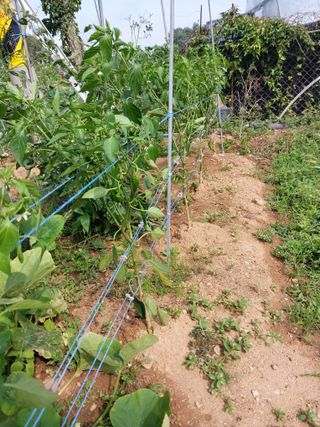 양배추15020님의 고추 · 영농일지 작성글 사진