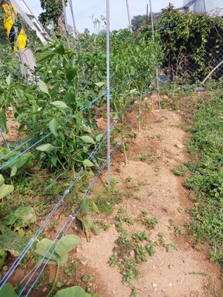 양배추15020님의 고추 · 영농일지 작성글 사진