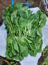 팜모닝 자유주제·자유게시판 게시글 이미지