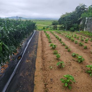 황철주님의 자유주제 · 자유게시판 작성글 사진