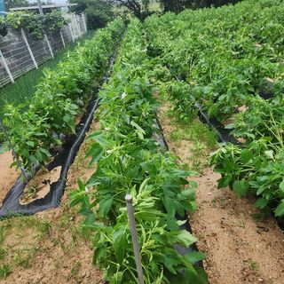 황철주님의 자유주제 · 자유게시판 작성글 사진