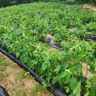 황철주님의 자유주제 · 자유게시판 작성글 사진