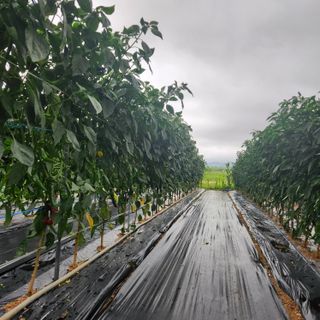 황철주님의 자유주제 · 자유게시판 작성글 사진