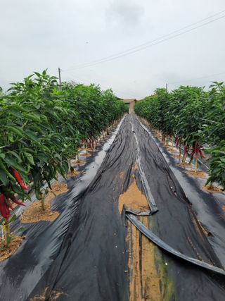 커피나무님의 자유주제 · 자유게시판 작성글 사진