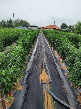 커피나무님의 자유주제 · 자유게시판 작성글 사진