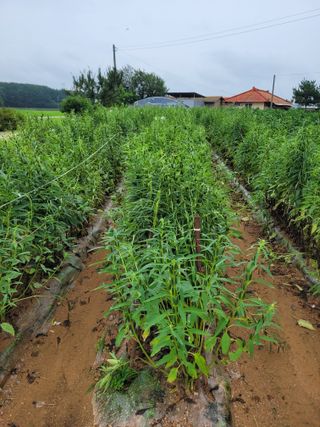 커피나무님의 자유주제 · 자유게시판 작성글 사진