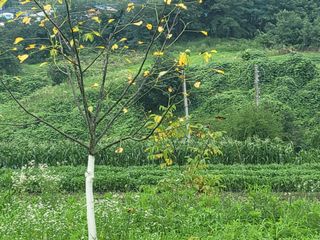 정홍님의 기타작물 · 병해충상담 작성글 사진