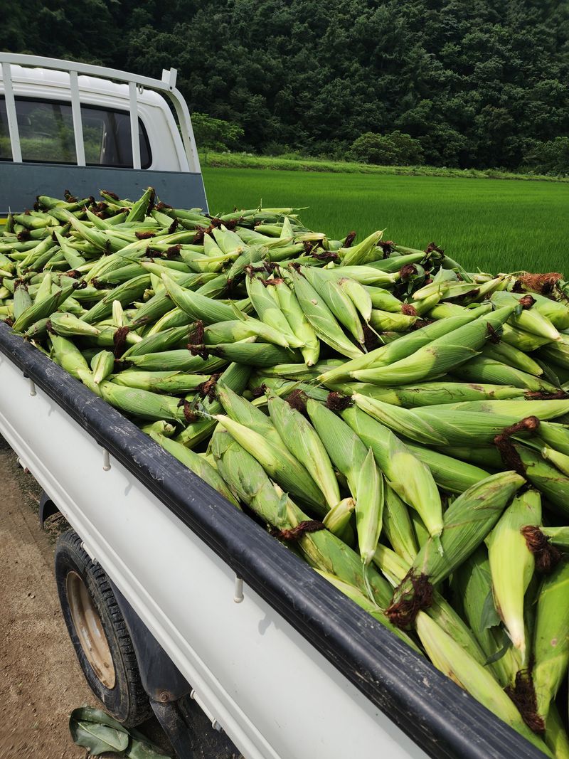 장터 상품 [옥수수50개] 썸네일