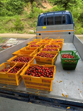 연재홍님의 토마토 · 영농일지 작성글 사진