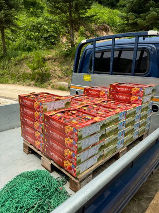 연재홍님의 토마토 · 영농일지 작성글 사진