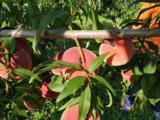 김명옥님의 작성글 사진