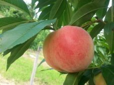 김명옥님의 작성글 사진