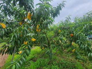 김영준님의 복숭아 · 영농일지 작성글 사진
