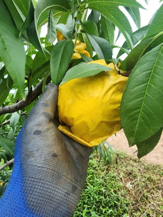 김영준님의 복숭아 · 영농일지 작성글 사진