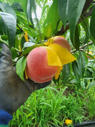 김영준님의 복숭아 · 영농일지 작성글 사진