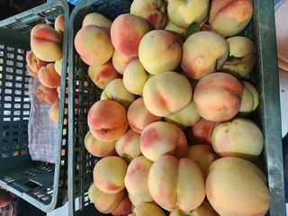 김영준님의 복숭아 · 영농일지 작성글 사진