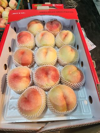 김영준님의 복숭아 · 영농일지 작성글 사진