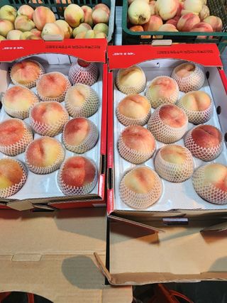 김영준님의 복숭아 · 영농일지 작성글 사진