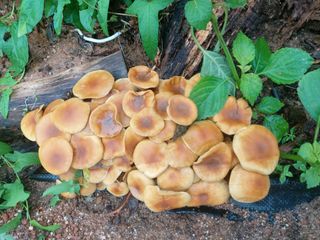 베리맘님의 자유주제 · 자유게시판 작성글 사진