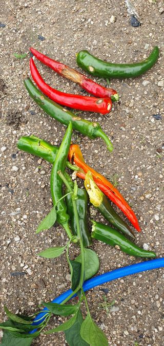 최고봉님최진홍님의 고추 · 병해충상담 작성글 사진