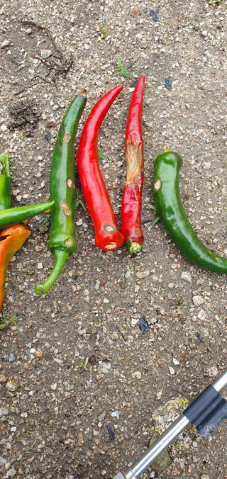 최고봉님최진홍님의 고추 · 병해충상담 작성글 사진