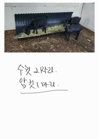 해뜨는들녁님의 자유주제 · 자유게시판 작성글 사진