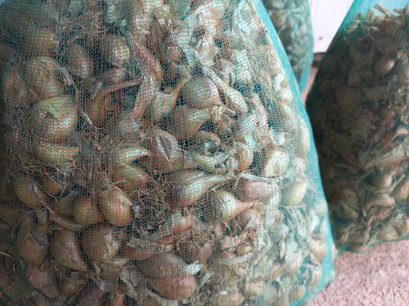 장터 상품 [쪽파종구 4kg] 썸네일