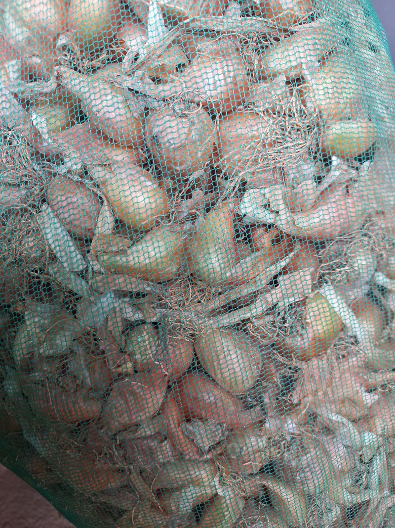 박린님의 장터 판매 상품 [쪽파종구 4kg] 첨부 사진