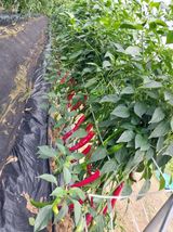 팜모닝 고추·영농일지 게시글 이미지