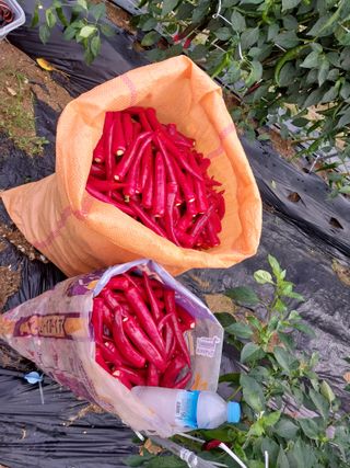 박선희님의 고추 · 영농일지 작성글 사진