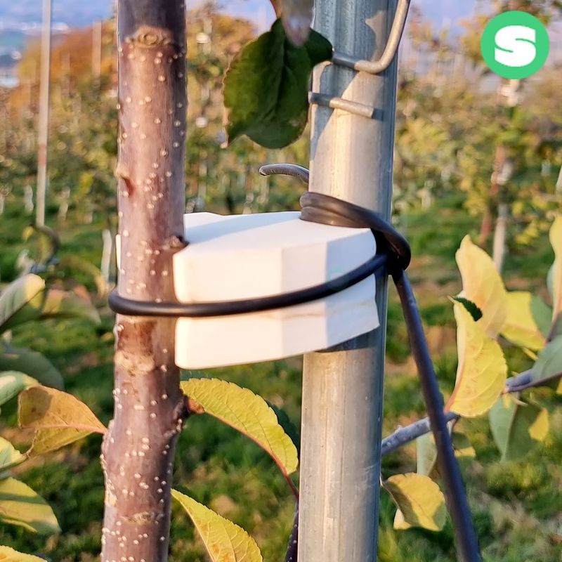 장터 상품 [나무사이(10개묶음)스폰지 묘목과지주고정 과수자재 상인농자재] 썸네일